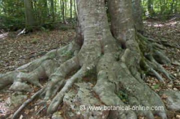 Trunk and roots of a beech
