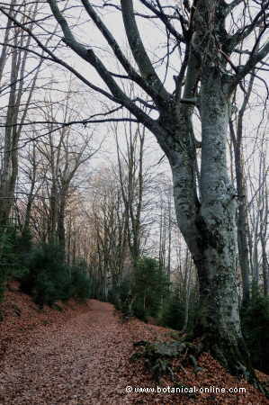 Beech forest