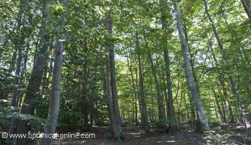 Beech wood in summer