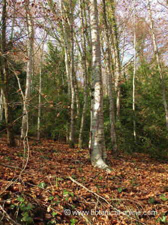 Beech forest in winter