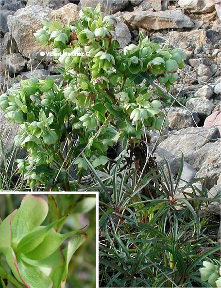 Helleborus foetidus