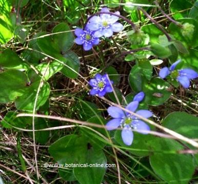 Hepatica nobilis fowers