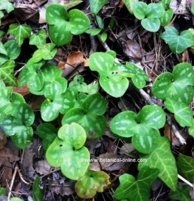 Hepatica nobilis leaves