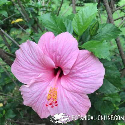 pink hibiscus flower