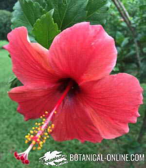 Chinese hibiscus, Description, Flower, Uses, Cultivation, & Facts