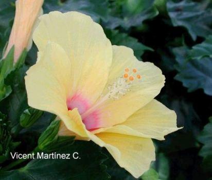 Hibiscus flower