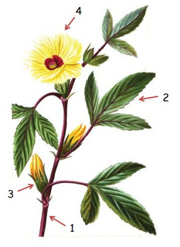 okra flowers and leaves