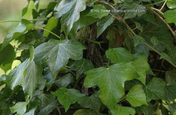 Hedera helix leaves
