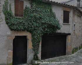 Ivy planted on the wall of a house