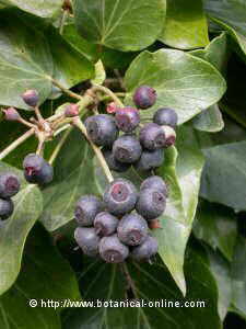 Ivy fruits