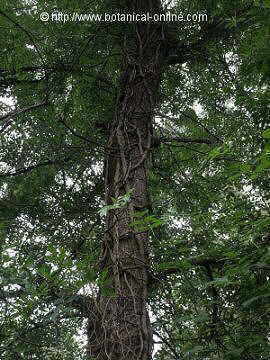 Hedera helix, climbing up a tree