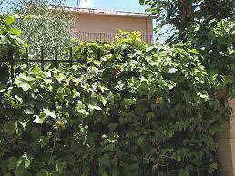 Ivy in a gate