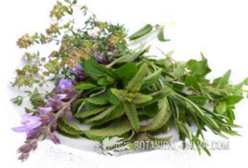 savory aromatic plant