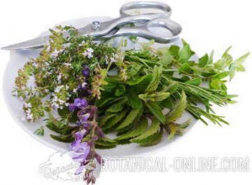 aromatic herbs