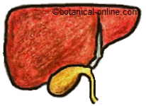 gallbladder 