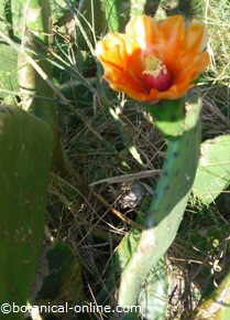 Prickly pear flower