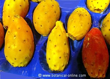 cactus fruits