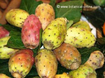 prickly pear fruits