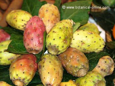 Nopal fruits