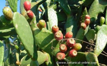 Prickly pear wearing fruits