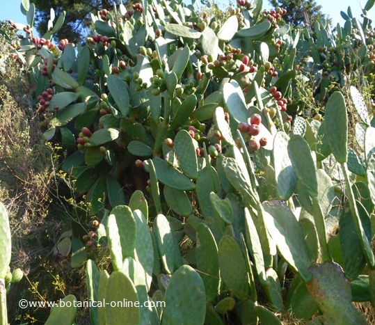 Information about prickly pears