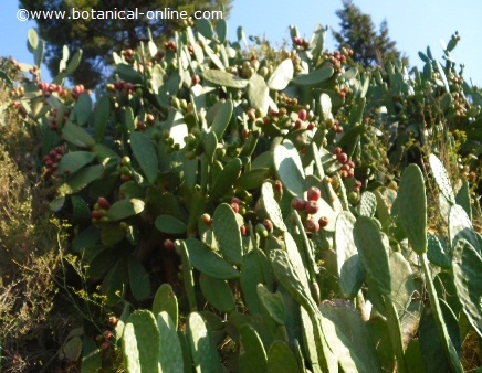 Prickly pear with fruits