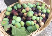 figs