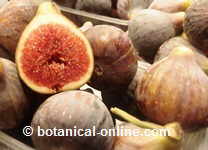 figs