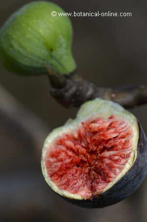 fig