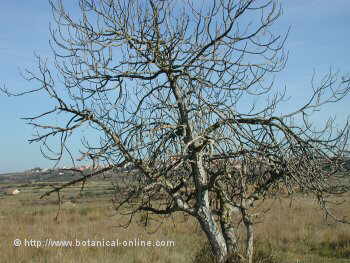 fig tree in winter