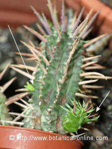 Photo of cactus with two shoots 