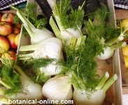 fennel bulbs