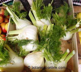 fennel buds in a market