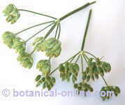 Fennel