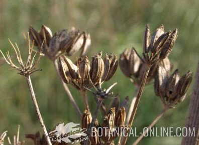 fennel fruits