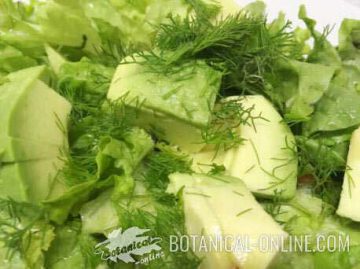  lettuce and avocado salad with some fennel leaves