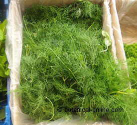 fennel leaves 