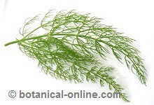 fennel leaves