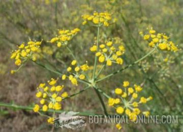 Fennel flowers