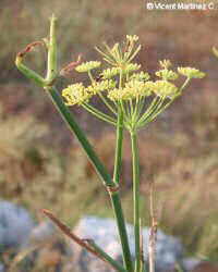 Photography of fennel