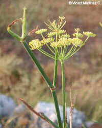 Fennel plant 