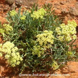 sea fennel