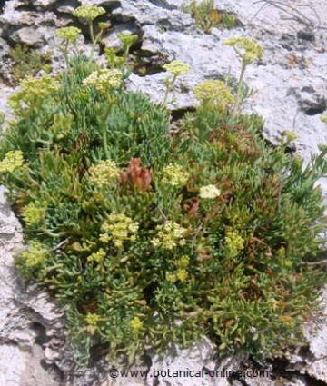 sea fennel