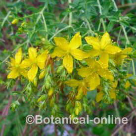 St John's wort flowers