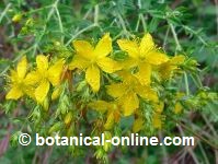 Saint John's wort flowers