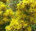 St. John's wort