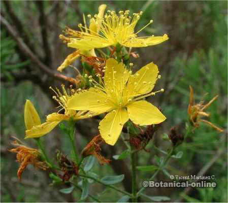 Flowering tops of Saint John's wort (Hypericum perforatum)