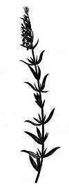 botanical illustration of a hyssop plant.