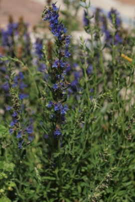 hyssop plant.