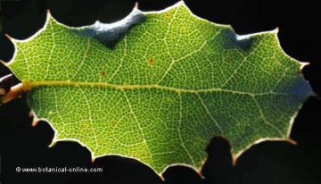 detail of a leaf against the light